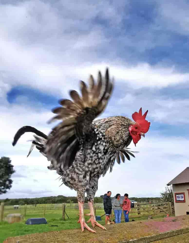 Flying Rooster