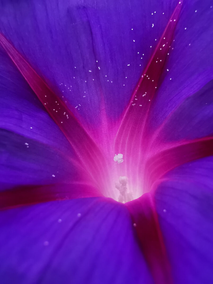 紫色宇宙