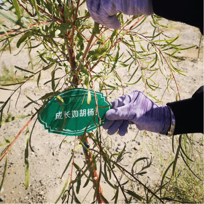 植树进展