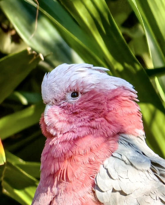 华为臻彩墨水 质量