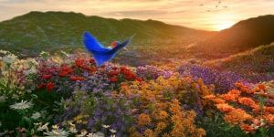 华为Vision智慧屏 SE3 鸿鹄色彩