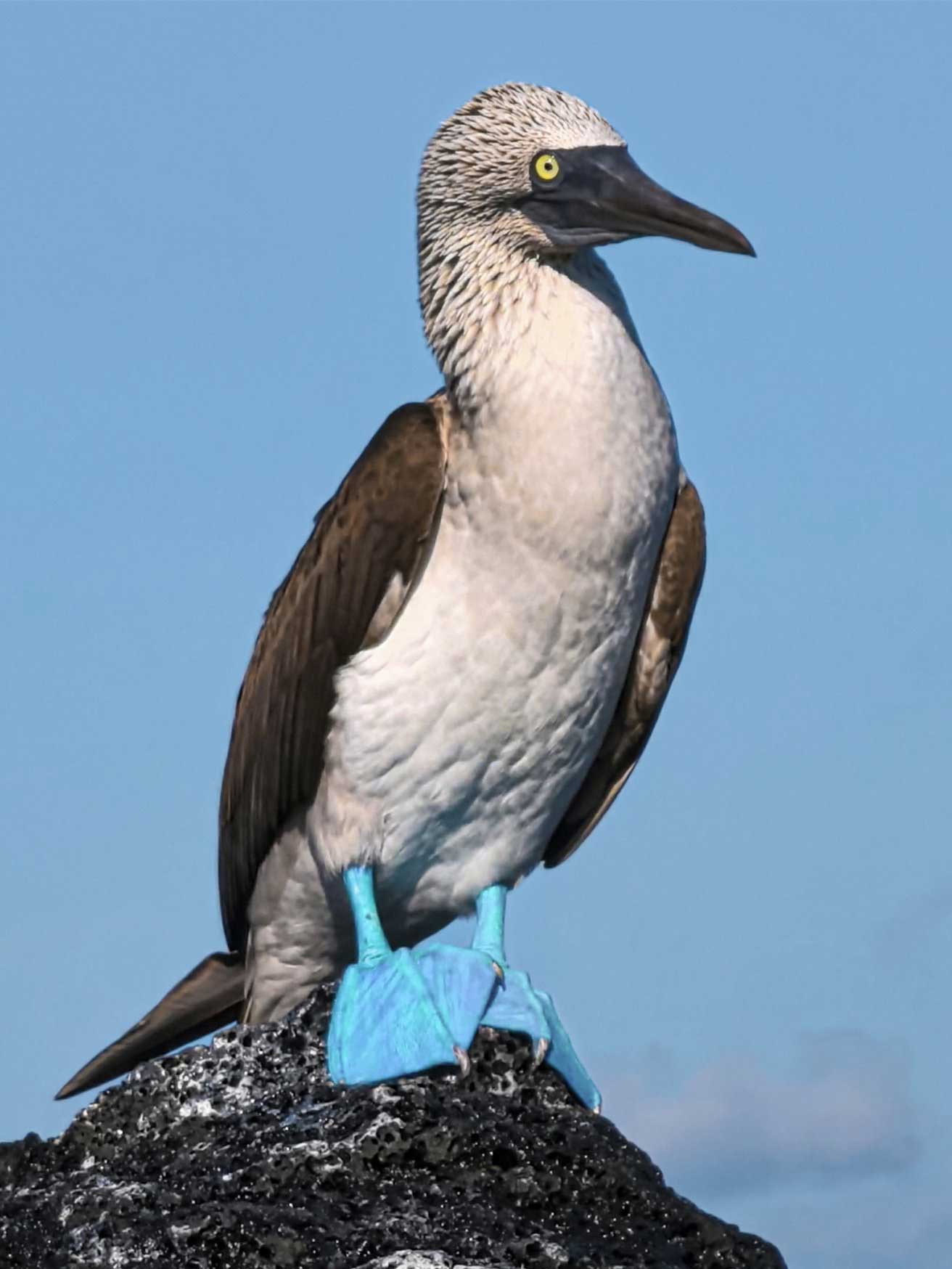 HUAWEI Pura 70 Pro+ 超聚光视频