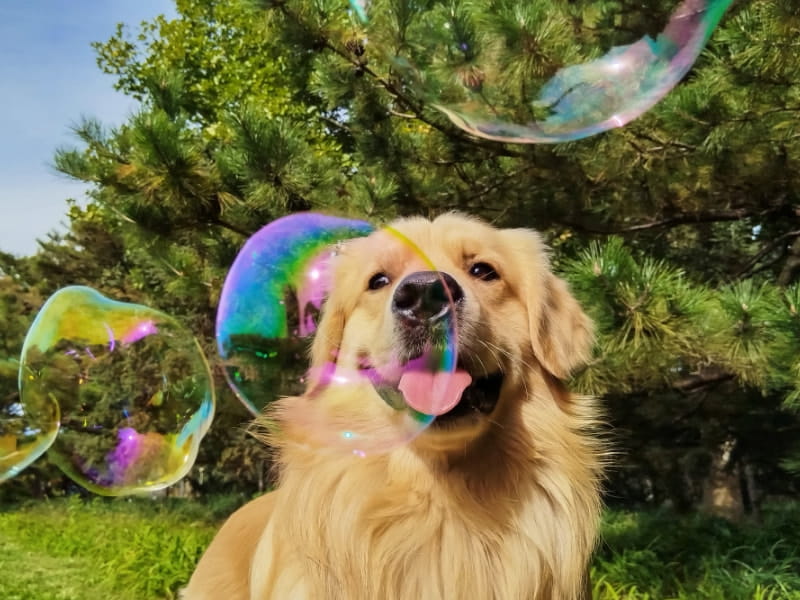 华为畅享 70 Pro 疾速抓拍