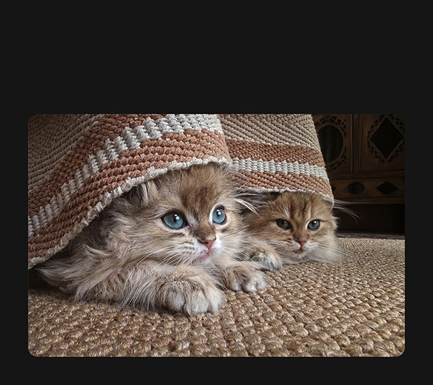 HUAWEI Mate X5 心动理由 XMAGE