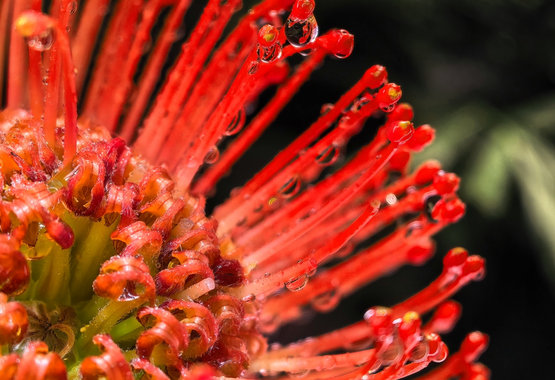 HUAWEI Mate X7 红枫影像样张 4