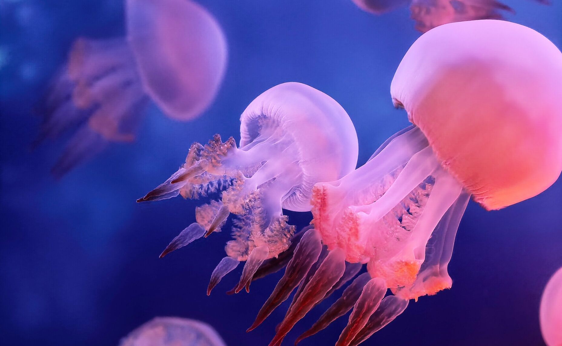 HUAWEI Mate X7 红枫影像样张 5