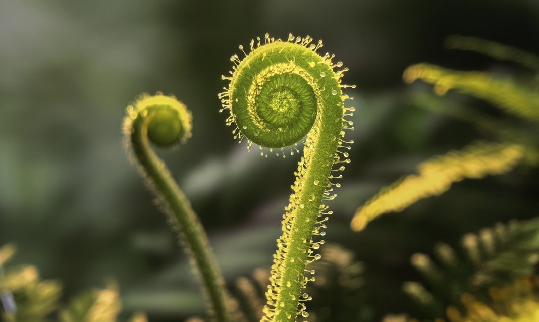 HUAWEI Mate XTs 非凡大师 微距样张，植物上的细节