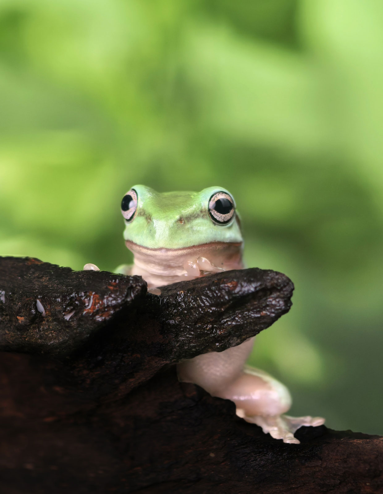 HUAWEI Mate 70 Pro+ 动态照片