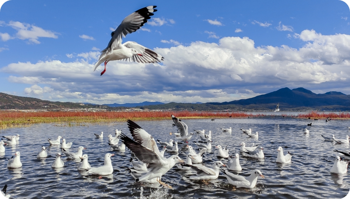 HUAWEI nova 12 活力版 高清