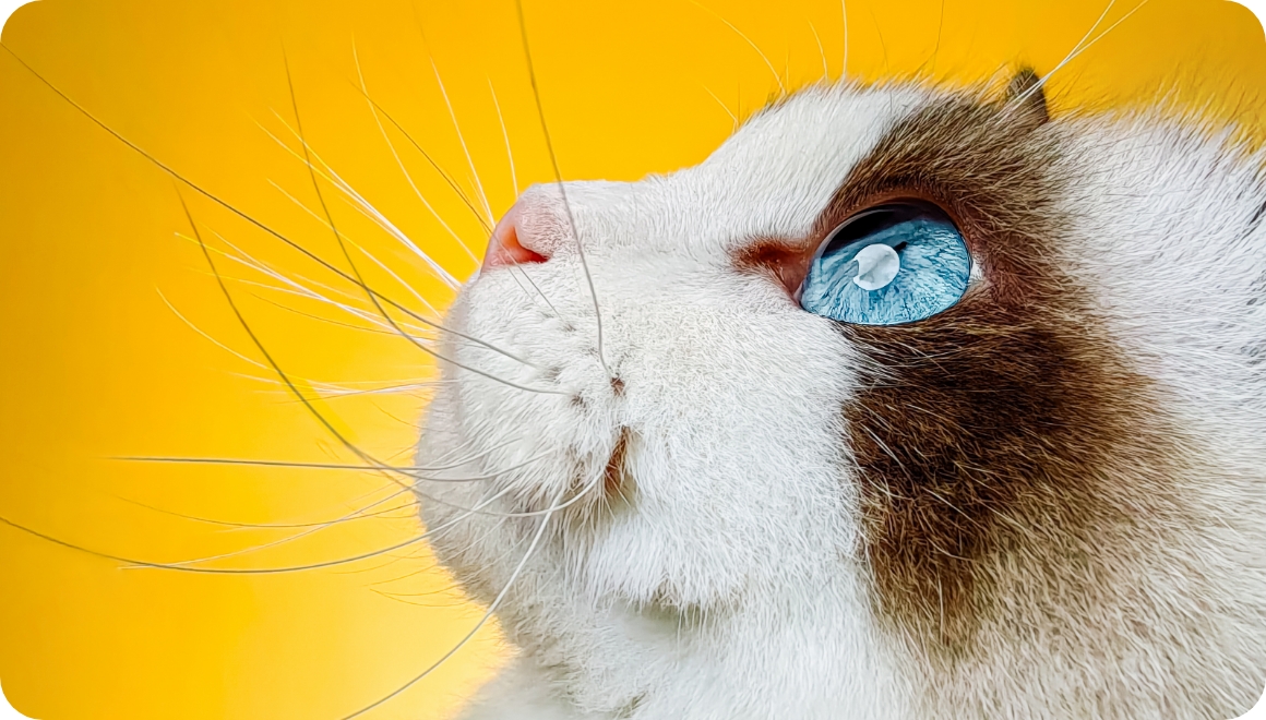 HUAWEI nova 12 活力版 微距