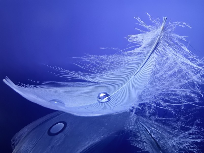 HUAWEI nova 12 微距