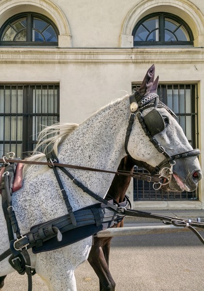 HUAWEI nova 13 Pro 影像样张,展示可变光圈