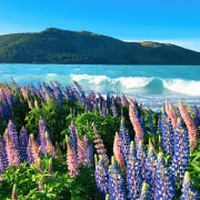 HUAWEI nova 15 Pro 动漫色卡样张，展示动漫色彩风格