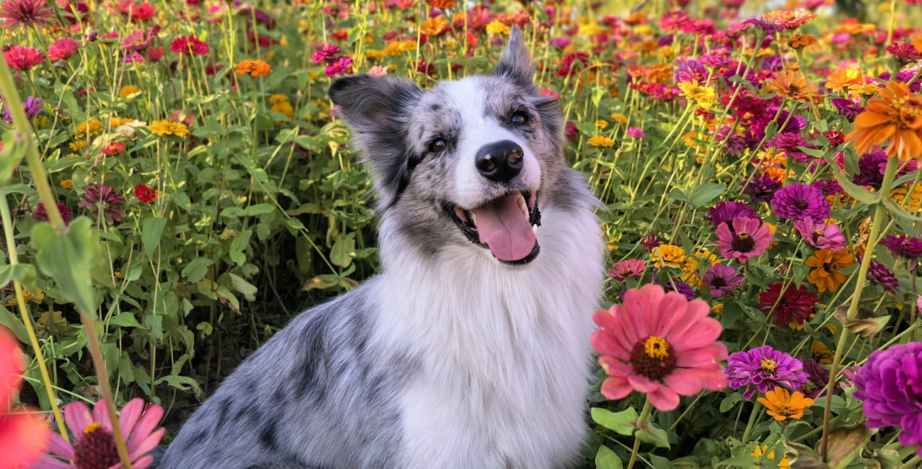 HUAWEI nova 15 Pro 闪拍样张，展示闪拍模式下拍得清晰