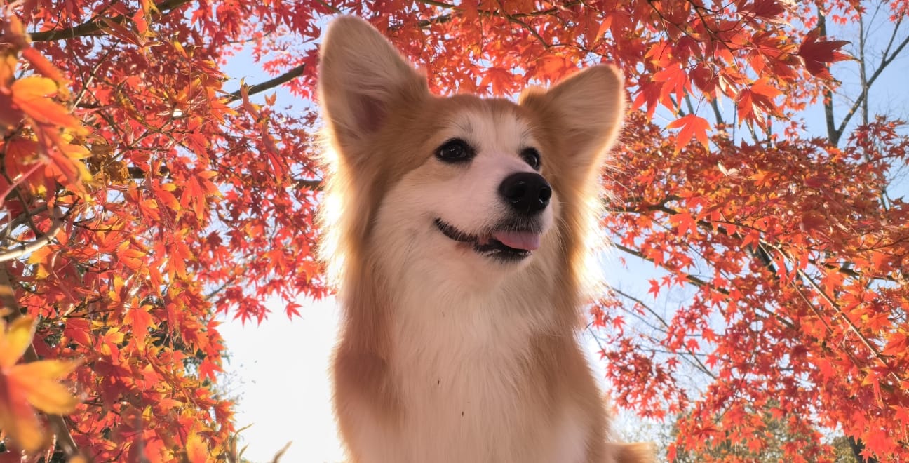 HUAWEI nova 15 Ultra 闪拍样张，展示闪拍模式下拍得清晰