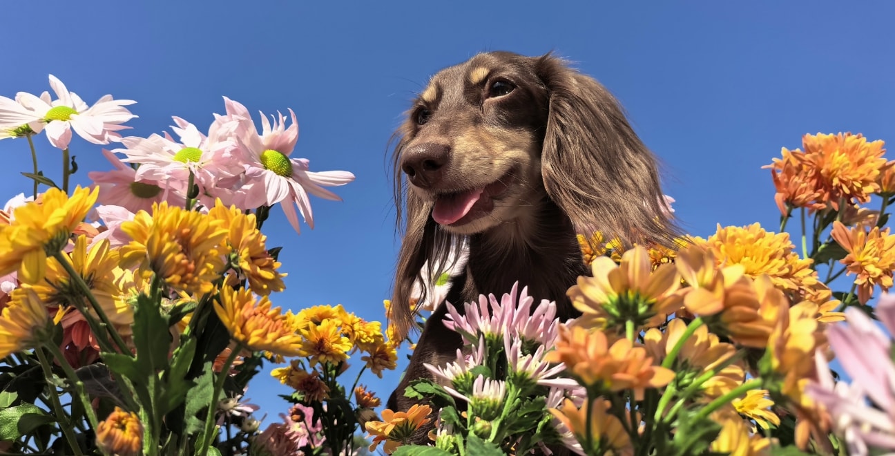 HUAWEI nova 15 闪拍样张，展示闪拍模式下拍得清晰