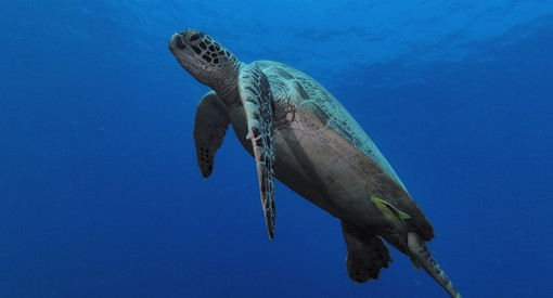 HUAWEI P60 Pro 夜晚