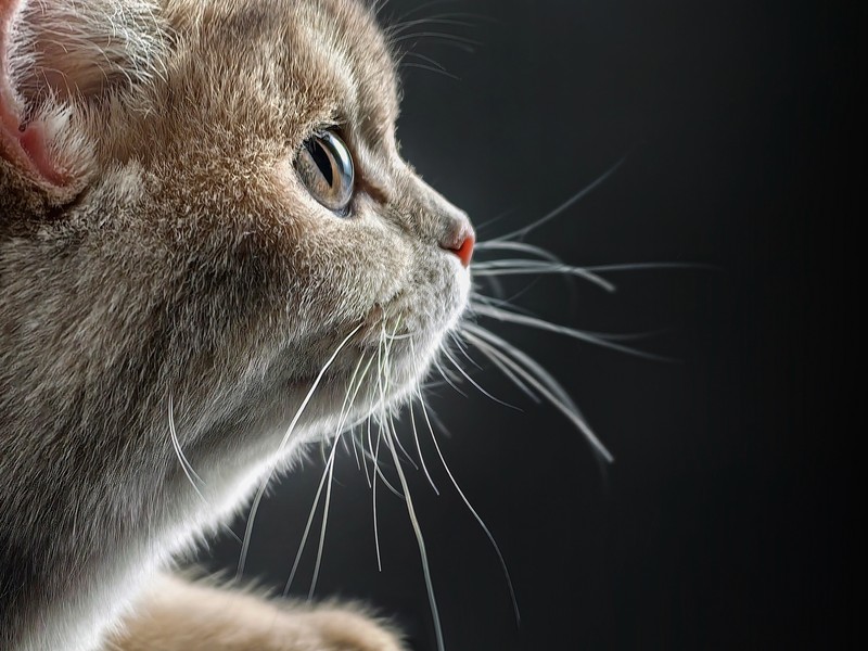 HUAWEI P60 Pro 长焦微距