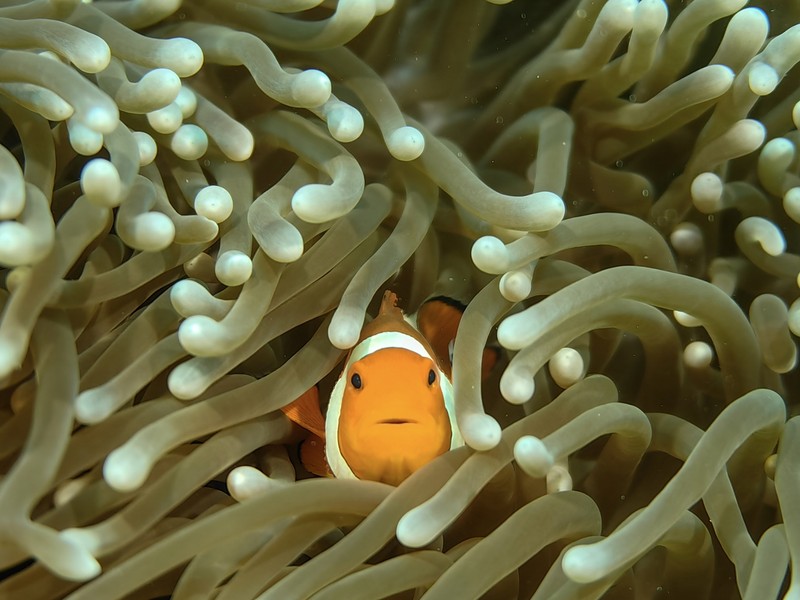 HUAWEI P60 Pro 长焦微距