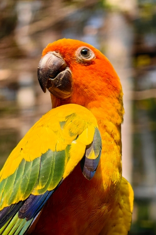 HUAWEI P60 Pro XMAGE色彩风格