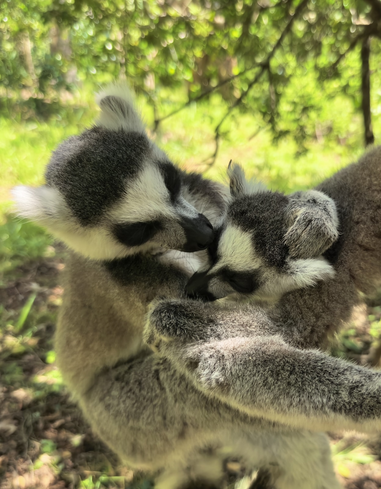 HUAWEI Pura X 动态照片展示