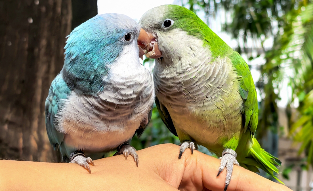 HUAWEI Pura 80 红枫原色影像拍摄的照片展示，体现照片的真实色彩