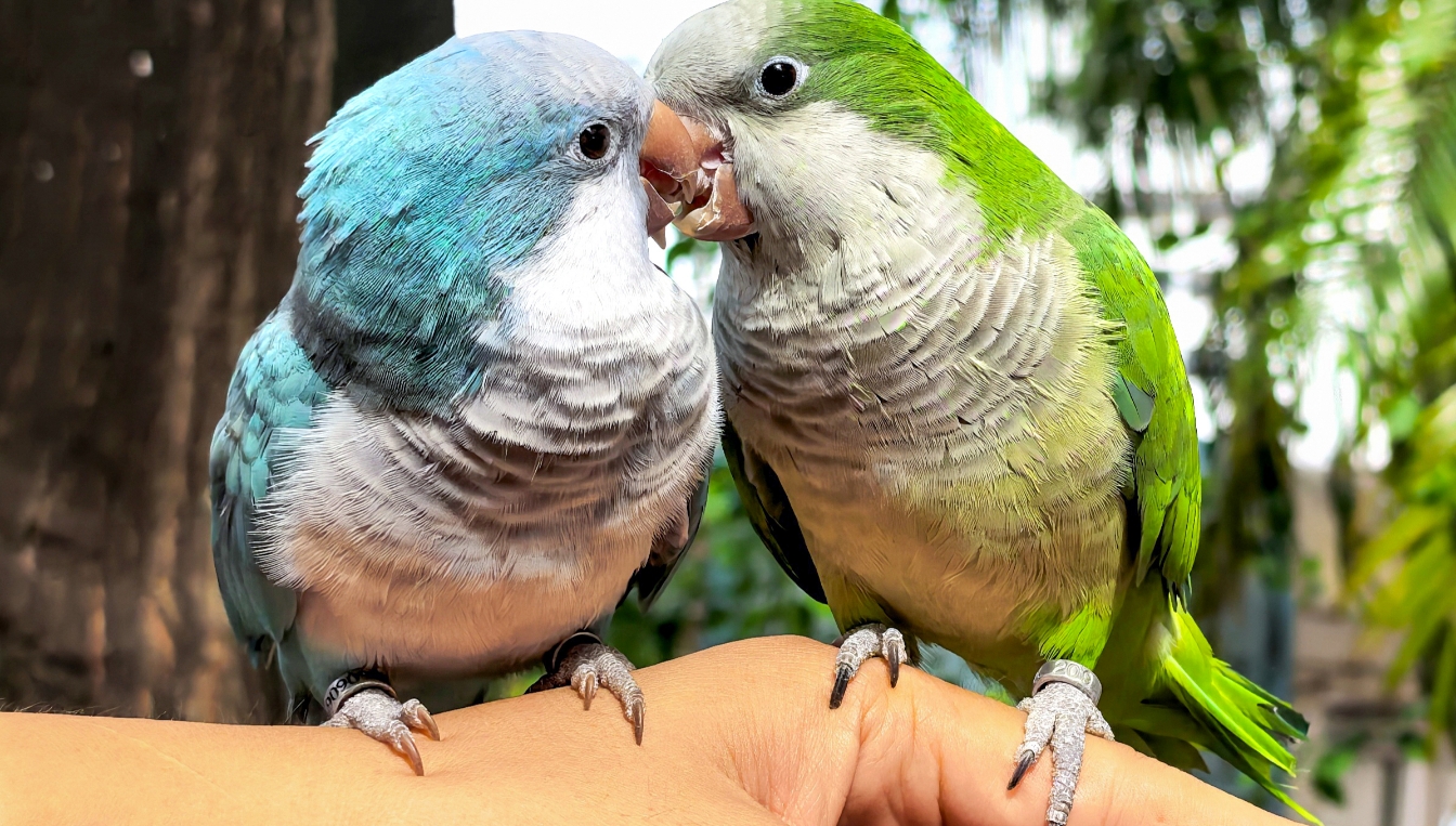 HUAWEI Pura 80 红枫原色影像拍摄的照片展示，体现照片的真实色彩