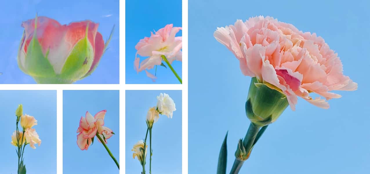 花的轻舞