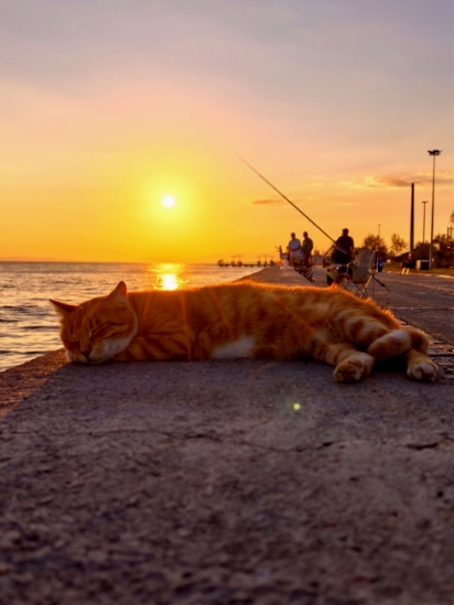 伊兹密尔的加菲猫