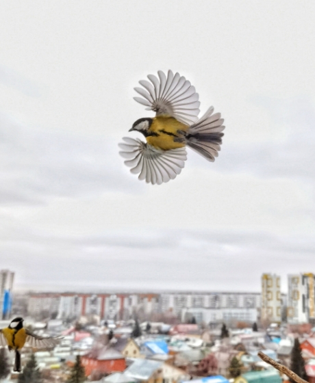 In Flight