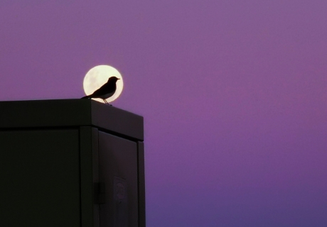 Moon Bird