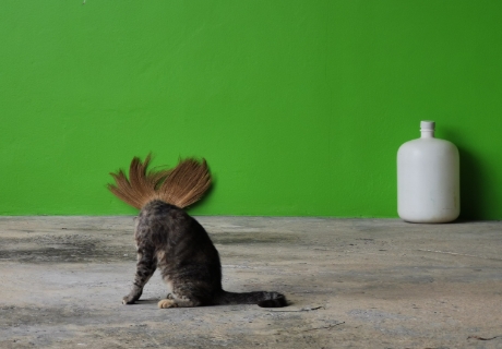 Punk Cat