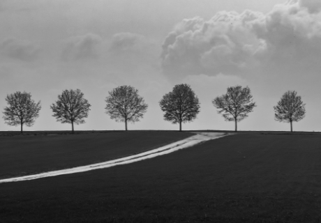 Tree Line