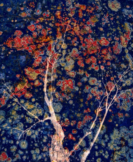 Blooming Flowers