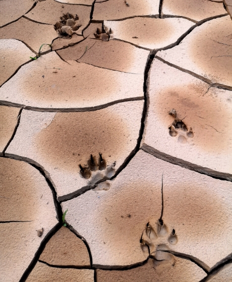 Footsteps