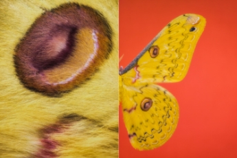 Moth