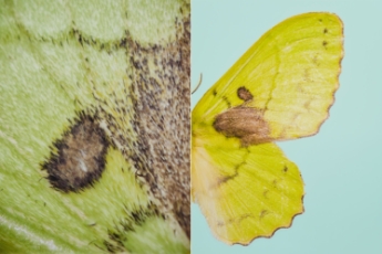 Moth