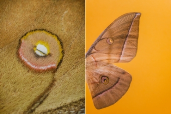 Moth