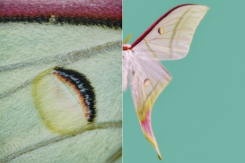 Moth