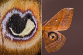 Moth