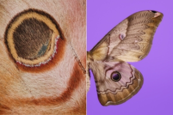 Moth