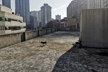 Rooftop in the City
