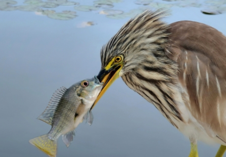 Kiss of Death