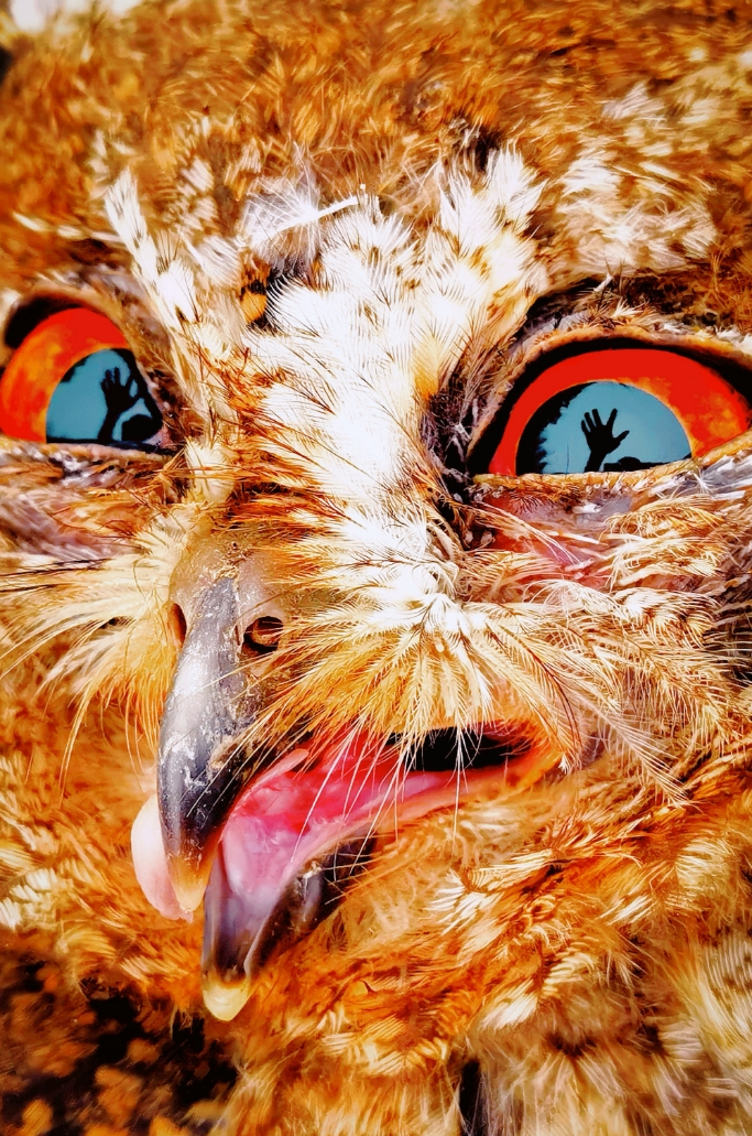 Fearless Eagle
