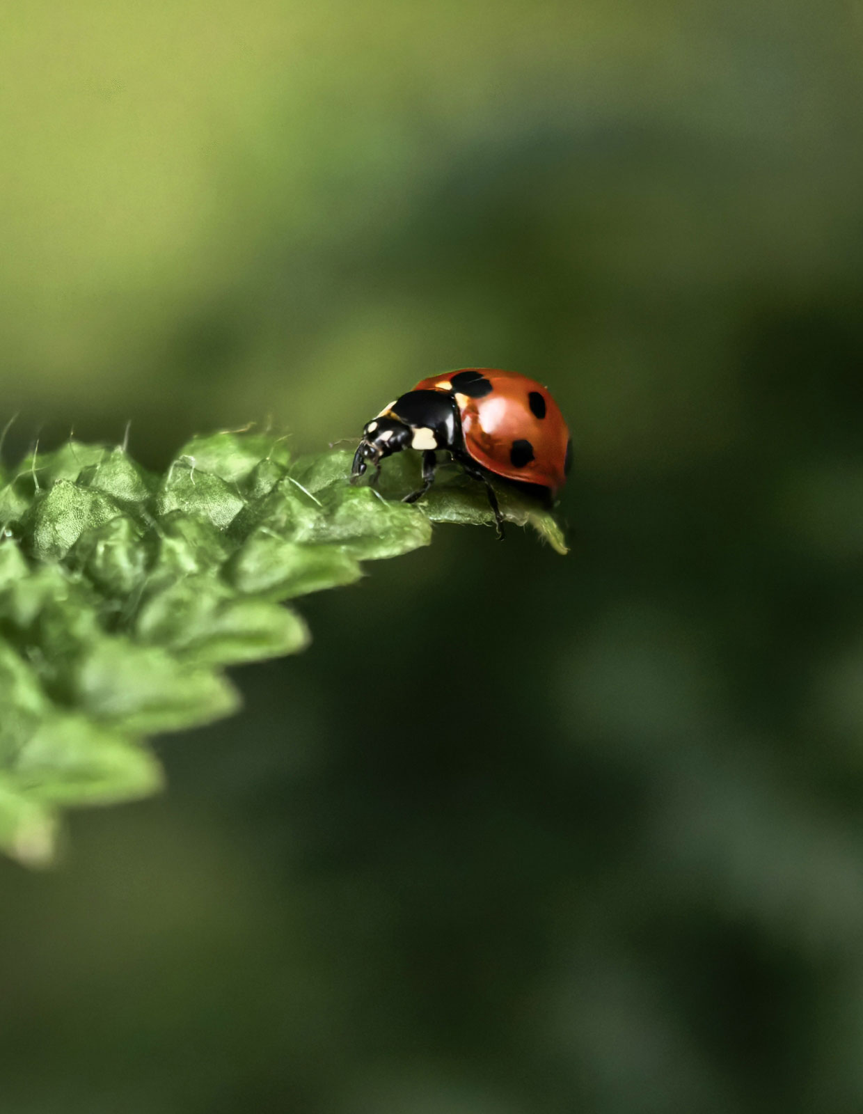 Moving picture on HUAWEI Mate 70 Pro, showcasing breathtaking seaside views
