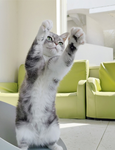 HUAWEI nova 10 Pro AI snapshot