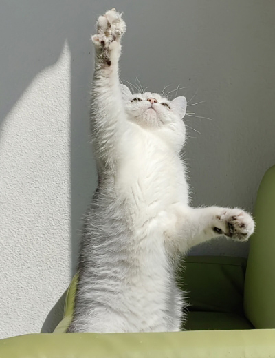 HUAWEI nova 10 Pro AI snapshot