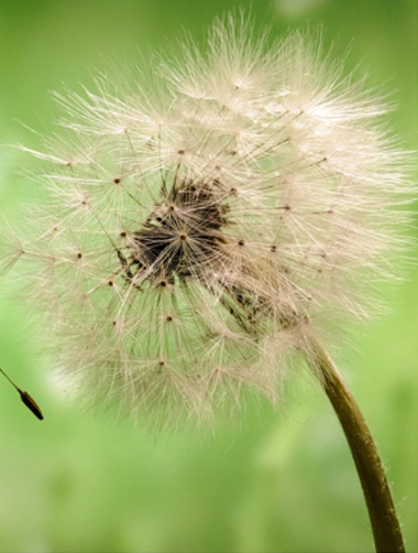 HUAWEI nova 10 2cm macro photography