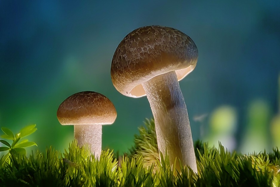 HUAWEI nova 11 Pro micro photo