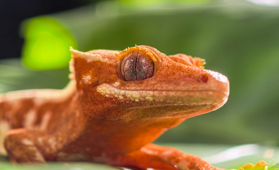 Lizard photo taken by HUAWEI Pura 80 Pro, display the function of macro telephoto camera